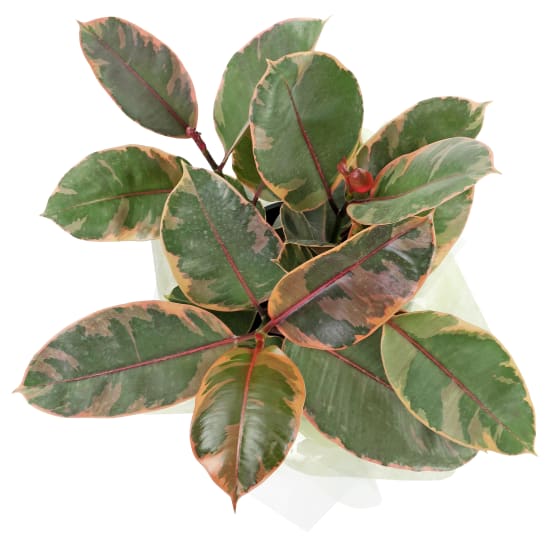 Fascinating Ficus - Standard