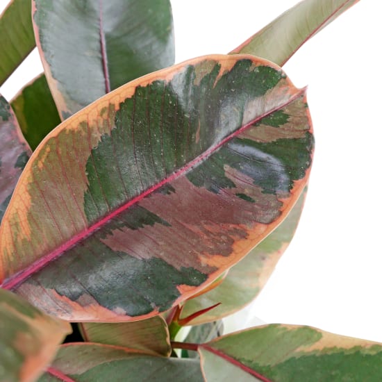 Fascinating Ficus - Standard