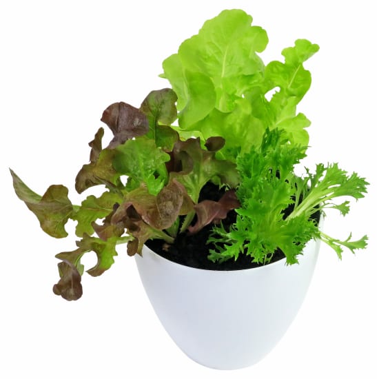 Loveliest Lettuce Garden - Standard