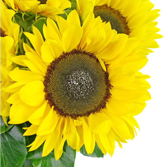 Sunflowers in a vase - Standard