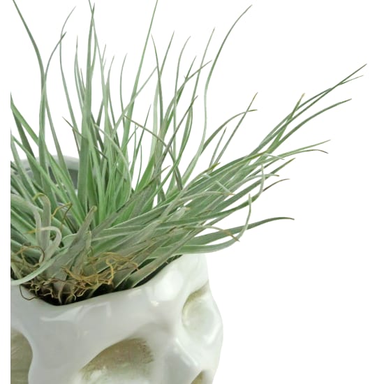 Scary Skull Air Plant - Standard