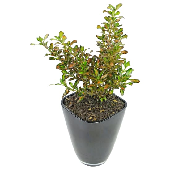 Evening Glow Coprosma - Standard