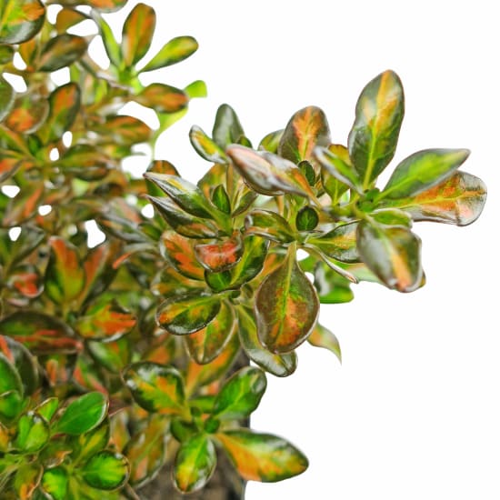 Evening Glow Coprosma - Standard