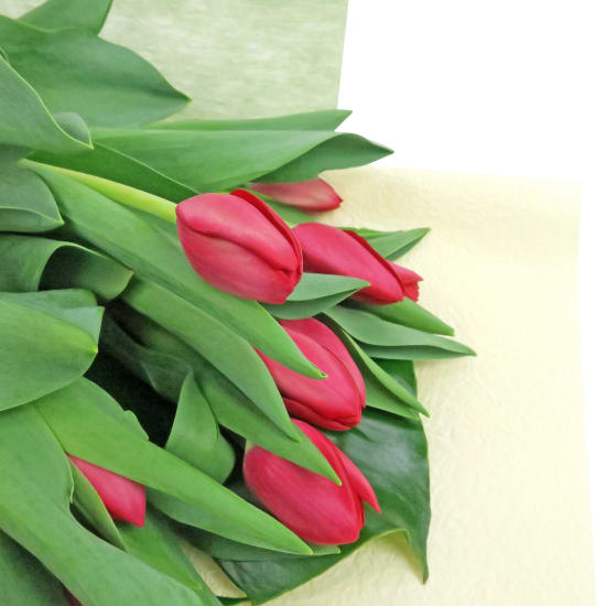 Tulips - Standard