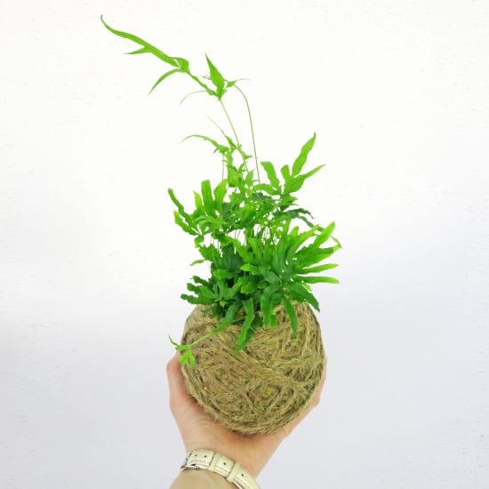 Kokedama - Jungle Fern - Standard