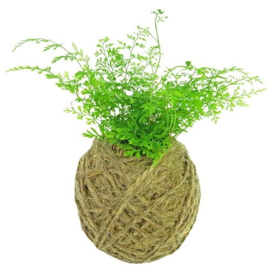 Kokedama -Rabbit Foot - Standard