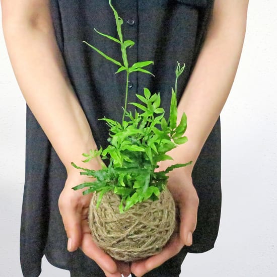 Kokedama - Jungle Fern - Standard