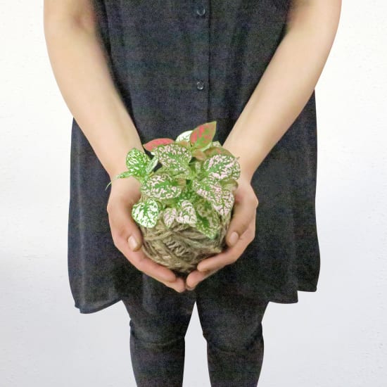 Kokedama - Hypoestes - Standard