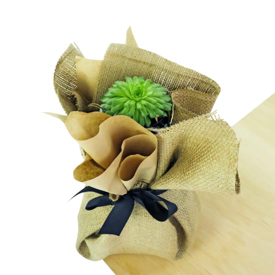 Two Brews - Standard