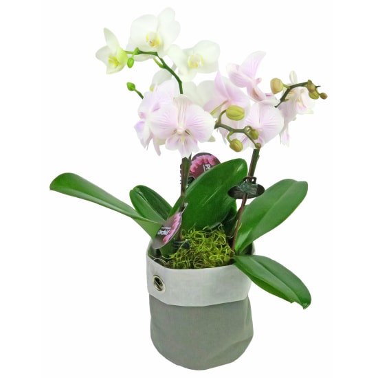 Orchid Planter Sack - Standard