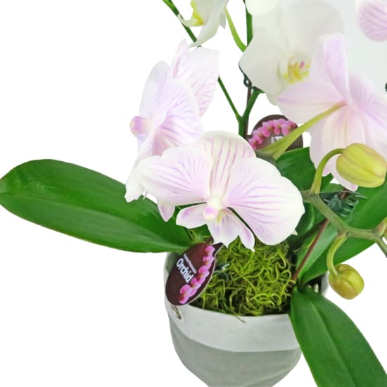 Orchid Planter Sack - Standard