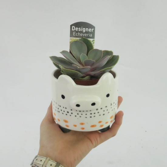 Pig Succulent Planter - Standard