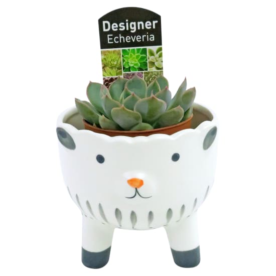 Sheep Succulent Planter - Standard