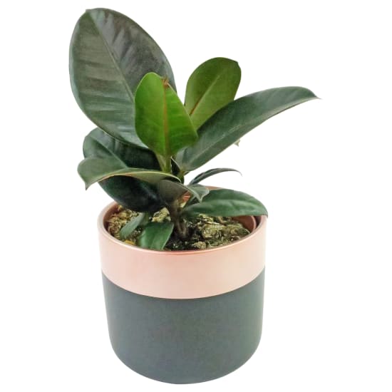 Marvelous Mini Ficus - Standard