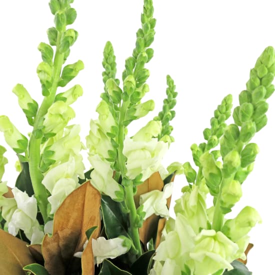 Greenleaf - Standard