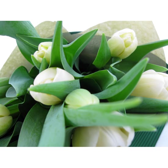 White Tulip Bunch - Standard