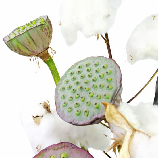 Empire Of Orchids - Standard