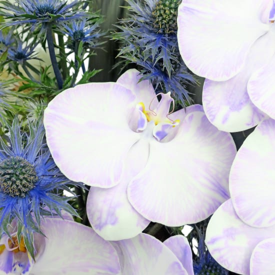 Empire Of Orchids - Standard