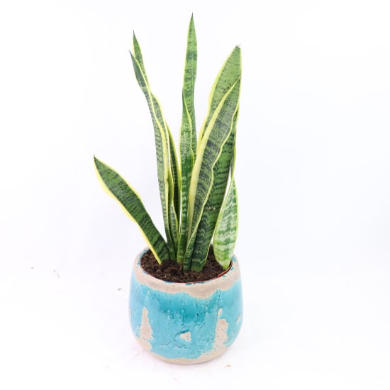 Blue Tongue Sansevieria - Standard