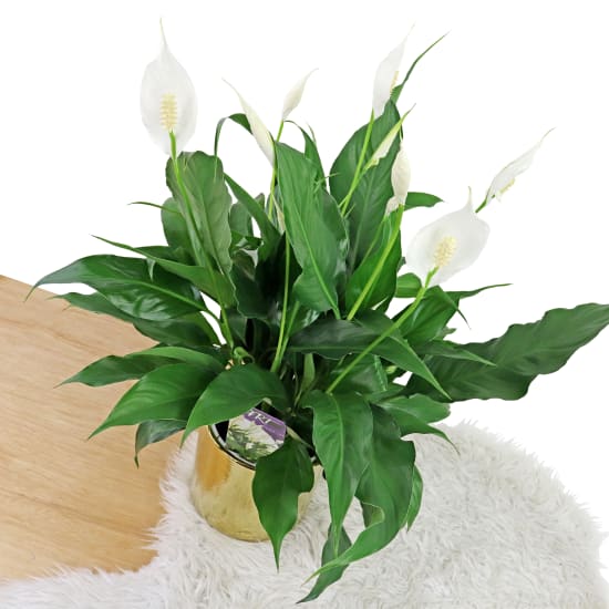 Golden Peace Lily - Standard