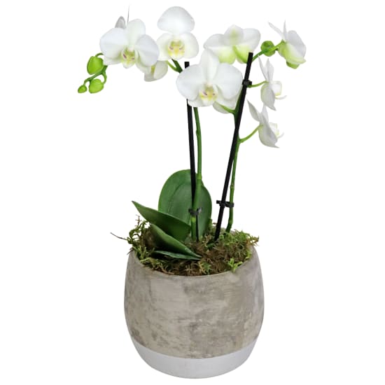 Orchids Two - Concrete Pot - Standard