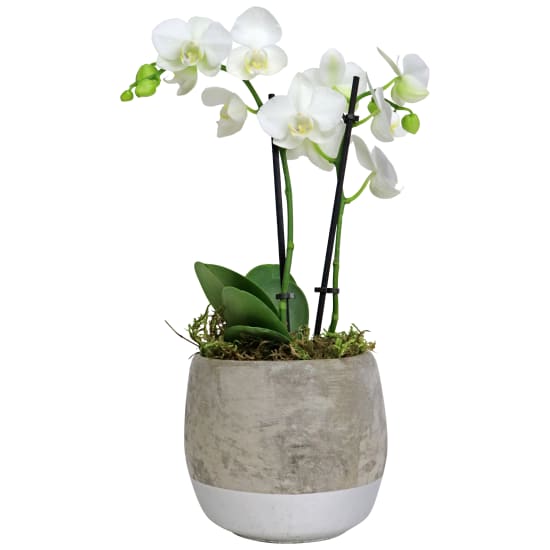 Orchids Two - Concrete Pot - Standard