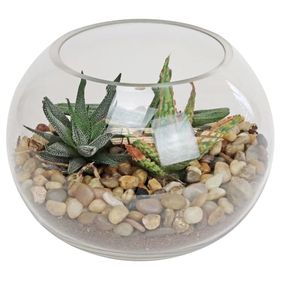 Looking Glass Terrarium - Standard