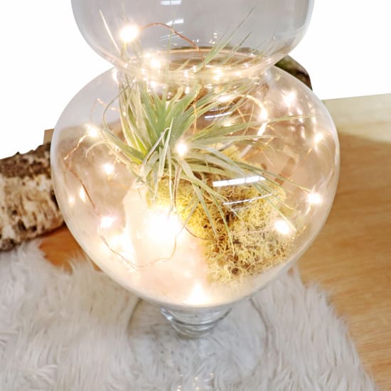 Dream Gem Midnight Terrarium - Standard