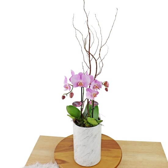 Polished Orchids - Pink - Standard