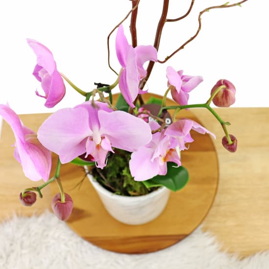 Polished Orchids - Pink - Standard