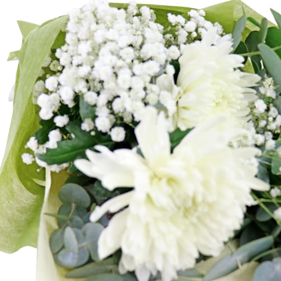 Darling Disbuds - Standard