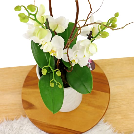 Polished Orchids - White - Standard