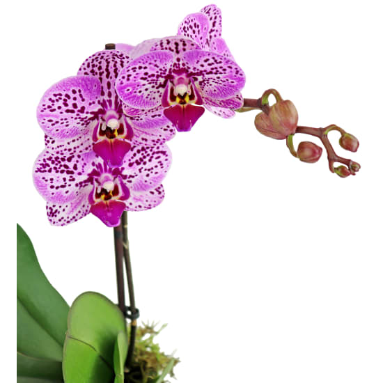 Stand Tall Orchids - Standard