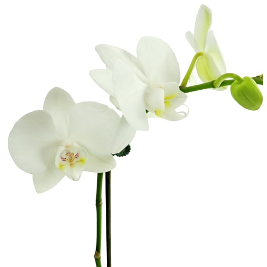 Favourite Phalaenopsis - Standard