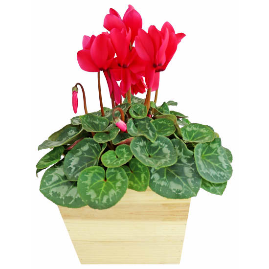 Sweetest Cyclamen - Standard