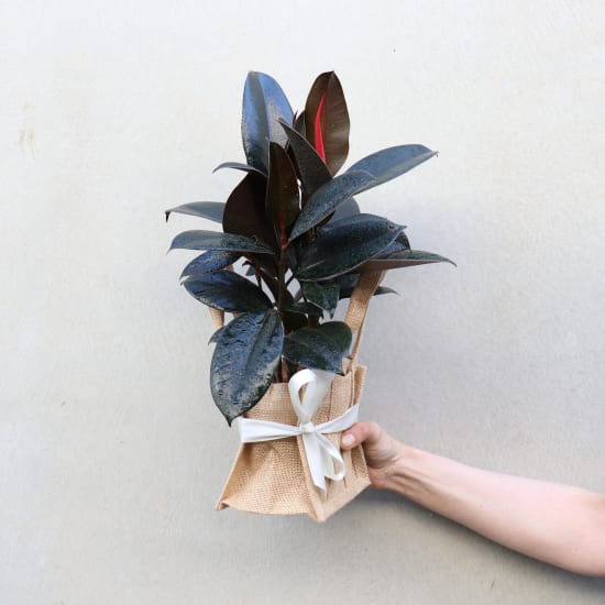 Rustic Rubber Plant - Standard