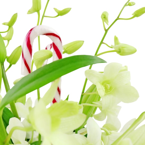 Making Christmas Magic - White - Standard