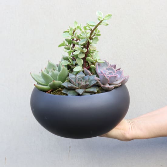 Succulent Planter - Standard