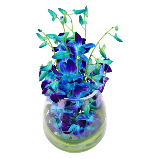 Blue Elegant Orchids - Standard