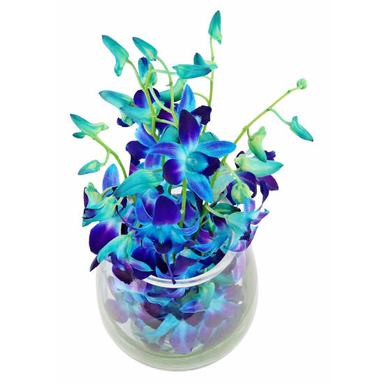 Blue Elegant Orchids - Standard