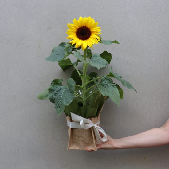 Potted Sunflower Splendour - Standard