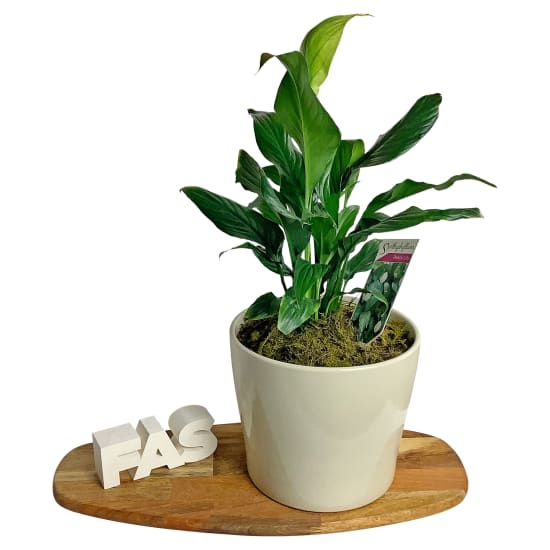 Ceramic Peace Lily - Standard