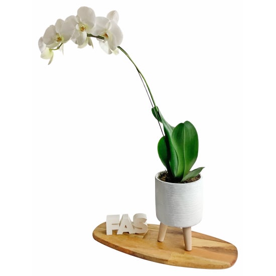 Ribb Cylinder Orchid - Standard