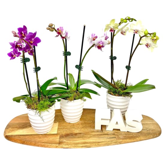 White Ceramic Mini Orchid - Standard