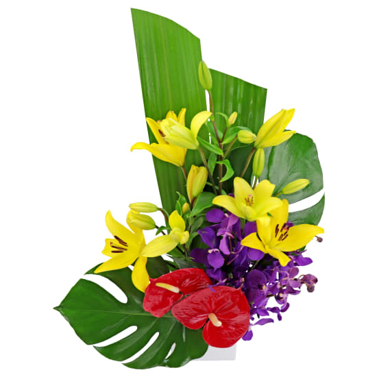 Resplendent Rainforest - Standard