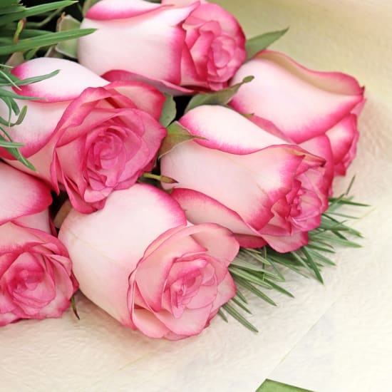 Paloma Roses - Standard