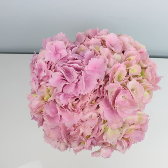 Hydrangea Vase - Standard