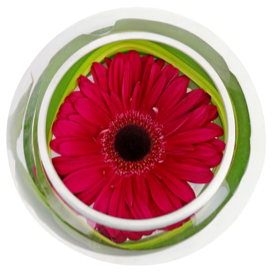 Gerbera Bowl - Standard