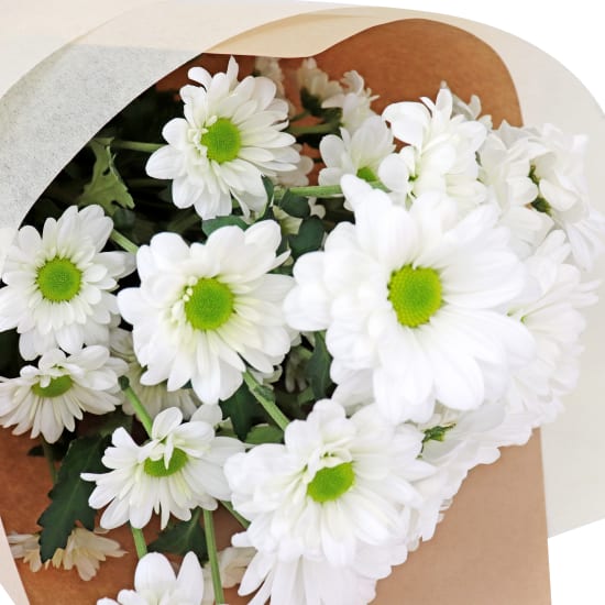 Chrysanthemums - White - Standard