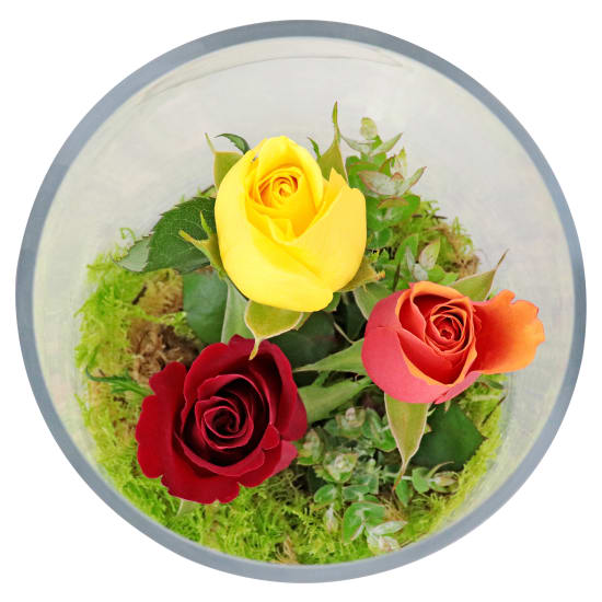 Under Your Spell - Bright - Standard